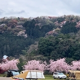 桜を楽しめる関西のキャンプ場！お花見に最適な穴場スポットも紹介
