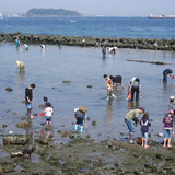 神奈川の潮干狩りスポットまとめ！おすすめの時期や料金も！