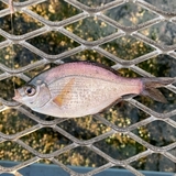 ウミタナゴの釣り方をマスターしよう！生体情報や仕掛けの仕方を解説！