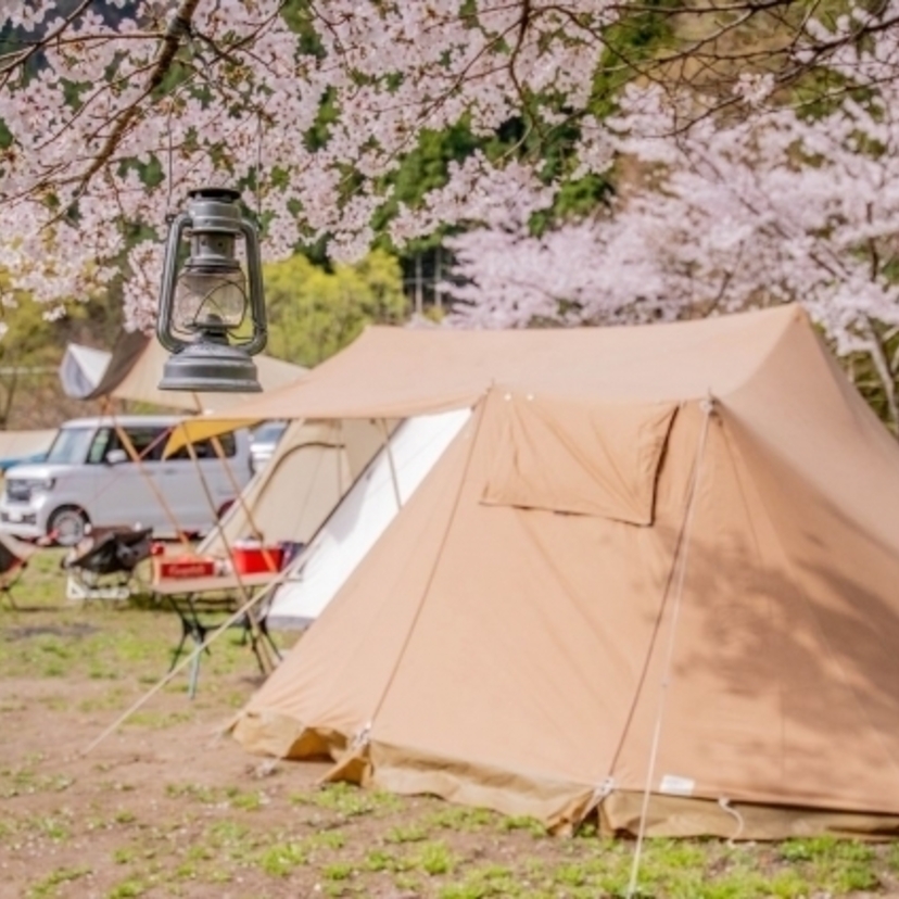 桜咲く関東のキャンプ場を紹介！チャンスを逃さない予約方法も
