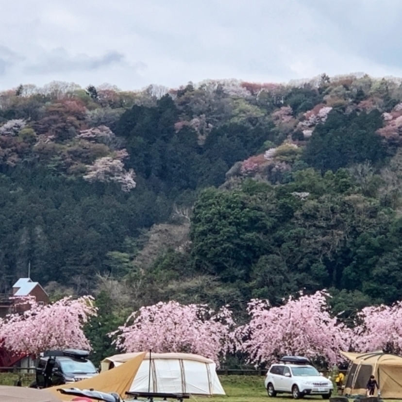 桜を楽しめる関西のキャンプ場！お花見に最適な穴場スポットも紹介