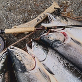 鮭釣りの基本知識と魅力！必要な道具と釣れる仕掛けの作り方は？